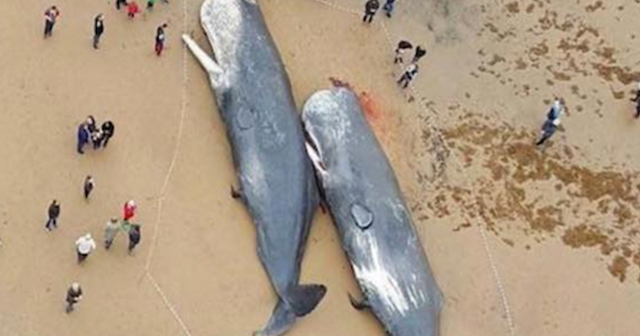 ドイツの海岸に大量のクジラのシ骸…胃から出てきたものに全世界が衝撃を受ける…