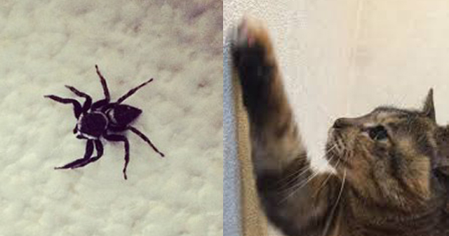 【アレの正体】よく家で見かける「黒くて小さいクモ」の名前が実はメチャクチャかっこいい