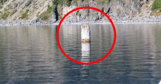 100年以上直立状態で湖面を漂う丸太…これを無理に移動させるととんでもないことになるらしい…